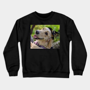 Halloween Bella Crewneck Sweatshirt